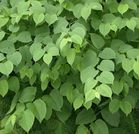 Japanese Knotweed leaves